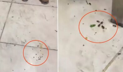 Her gün yüzlerce kişinin gittiği restoranda mide bulandıran görüntüler