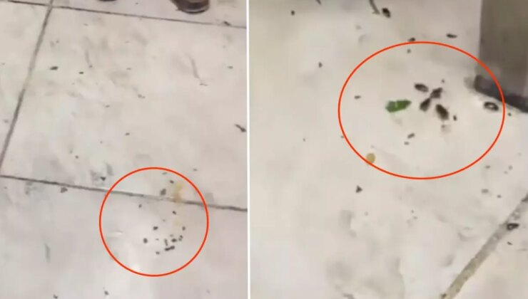 Her gün yüzlerce kişinin gittiği restoranda mide bulandıran görüntüler