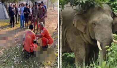 Sabah yürüyüşü sırasında vahşi filin saldırısına uğrayan turist feci şekilde can verdi