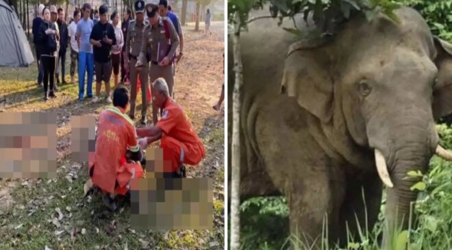 Sabah yürüyüşü sırasında vahşi filin saldırısına uğrayan turist feci şekilde can verdi