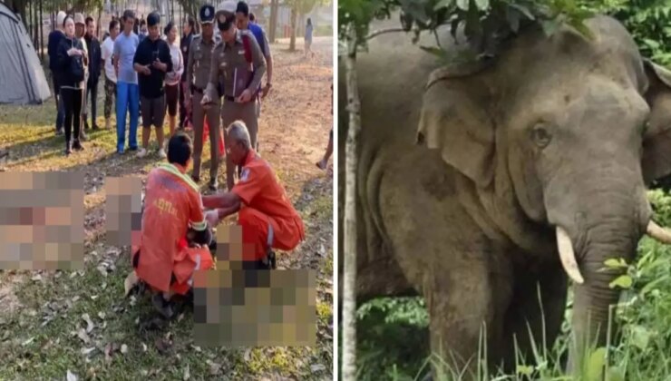 Sabah yürüyüşü sırasında vahşi filin saldırısına uğrayan turist feci şekilde can verdi
