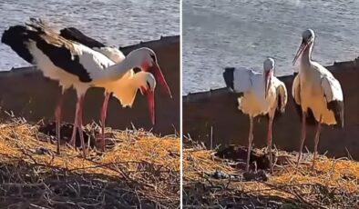Yaren leyleğin eşi Nazlı da yuvasına döndü