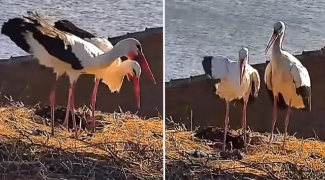 Yaren leyleğin eşi Nazlı da yuvasına döndü