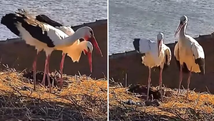 Yaren leyleğin eşi Nazlı da yuvasına döndü