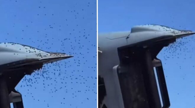 İsrail’de "Sarı alarm": Tarihin en büyük arı istilası askeri uçuşları durdurdu